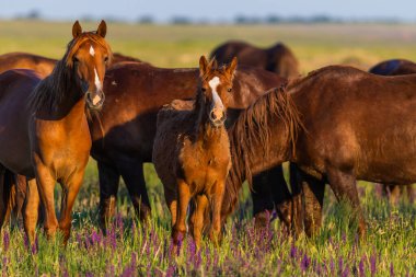 Gün doğumunda çayırda otlayan vahşi atlar. Doğadaki Özgürlük kavramı