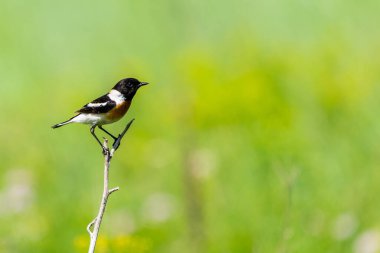 Habitatın dalında yaygın olarak bulunan Taşkakan ya da Saksonya torkatası.