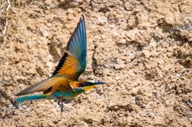 Avrupa Arı yiyici veya Merops apiaster 'ı delik yuvası yakınlarında.