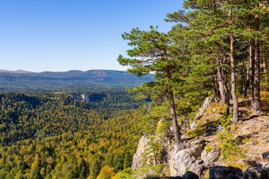 Bir çam ağacı dağın eteklerinde yetişir..
