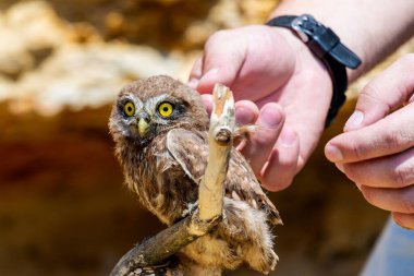 İnsanın eli küçük baykuşa ya da Athene Noctua 'ya dokunuyor..