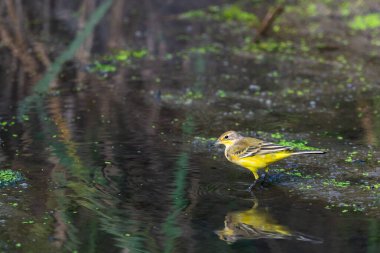 Sarı kuyruklu veya Motacilla flava feldegg vahşi doğada