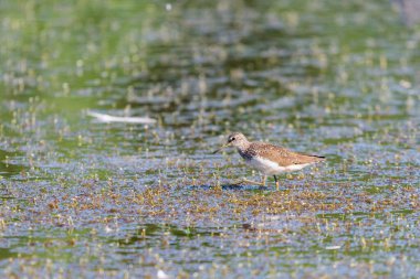 Göl suyunda vahşi orman güvercini veya Columba palumbusu.