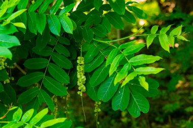 Kafkas Cevizi ya da Pterocarya Fraxinifolia ağacı dalları. Parktaki veya bahçedeki Juglandaceae ailesi.