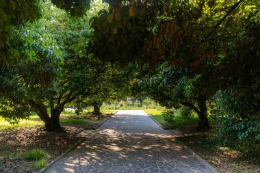Parktaki patika ağaçlarla kaplı. Yolda ağaçların gölgeleri var..