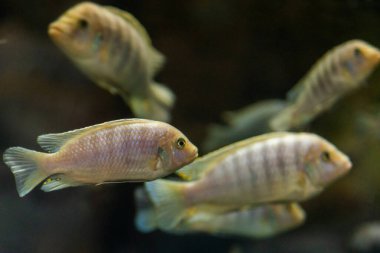 Lombardoi mbuna veya Kenyi Cichlid veya Maylandia Lombardoi veya Maylandia Greshakei.
