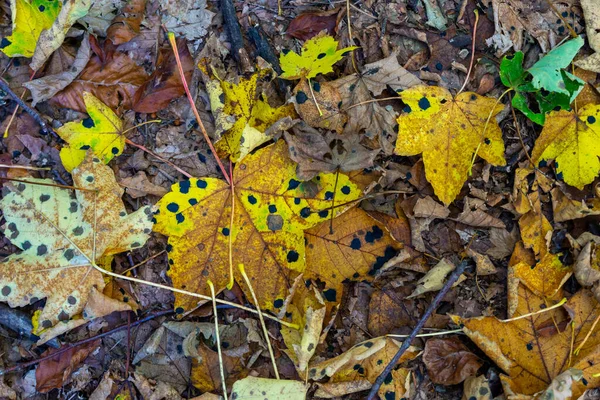 Feuilles Automne Colorées Avec Des Points Brûlure Acide Noir Des — Photo