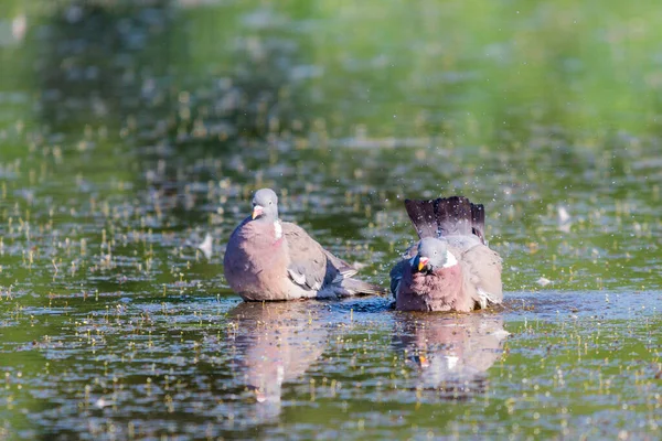 Pigeon Des Bois Sauvages Columba Palumbus Dans Eau Étang — Photo