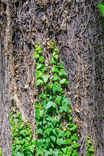 Hera Rastejando Sobre Uma Árvore Velha Bark Jardim — Fotografia de Stock