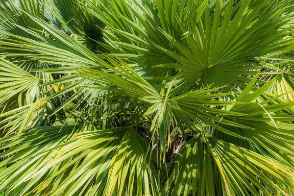 Palm Levelek Textúra Dekoráció Erőforrás Árnyék — Stock Fotó