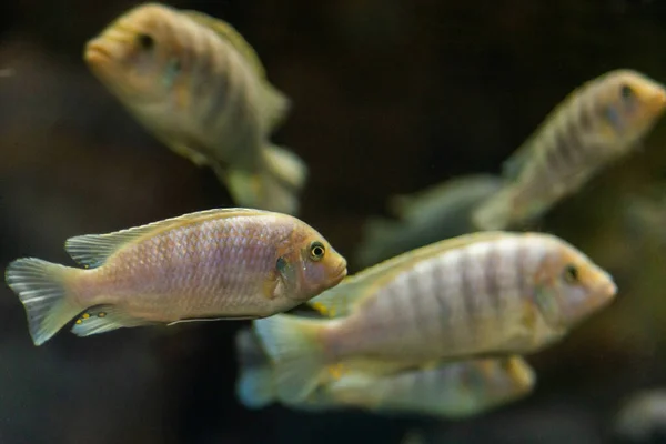 Lombardoi Mbuna Kenyi Cichlid Maylandia Lombardoi Maylandia Greshakei — Fotografia de Stock