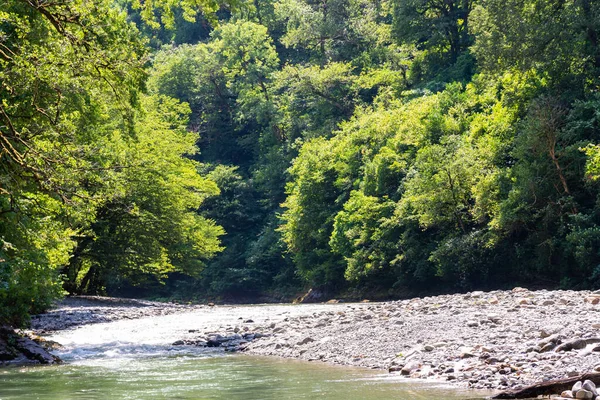 Gebirgsfluss Fließt Bei Sommerlicher Waldlandschaft — Stockfoto