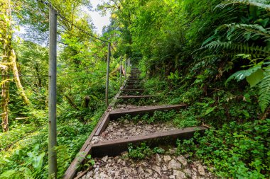 Gizemli ormanda taş merdivenler. Yürüyüş turları için yürüyüş yolu.