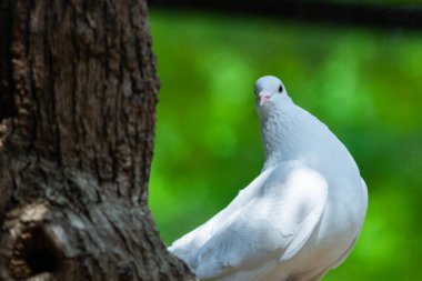 Beyaz Güvercin yeşil Bokeh ve Özgürlük Konsepti ve uluslararası barış günü.