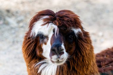 Peru Lama 'sı. Lama, alpaka, Peru, Güney Amerika 'da Vicuna çiftliği. And Andean Animal. Lama Güney Amerika Camelid 'i..