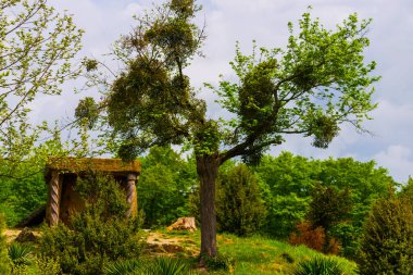 Rusya 'nın Karadeniz bölgesinde Kafkasya yakınlarındaki yalnız ağaç yaşlı dolmenleri.