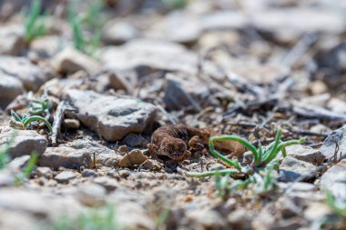Çift parmaklı kertenkele cinsi Alcophyllex veya vahşi doğada gıcırdayan kertenkele..