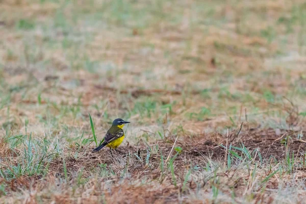 Black headed wagtail sits on a twig on a blurred background. Close up photo