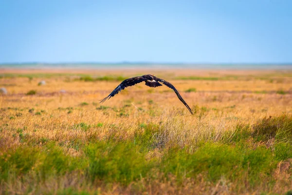 Політ Степового Орла Або Aquila Nipalensis — стокове фото