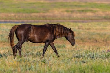 Vahşi atlar gün batımında çayırda otlar..