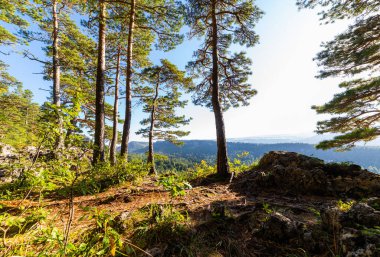 Bir çam ağacı dağın eteklerinde yetişir..