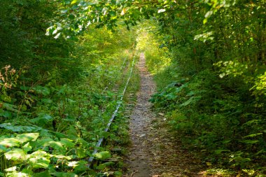 Sonbahar ormanlarında terk edilmiş demiryolu Kafkasya, Mezmay 'da ağaçlarla kaplı..