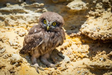 Yuvanın yakınına tünemiş küçük baykuş veya Athene noctua