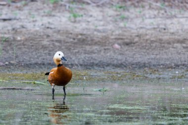 Ruddy Shelduck dişi doğal ortamında.