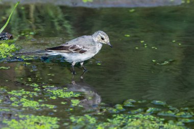 Genç beyaz kuyruklu veya nehirde Motacilla alba