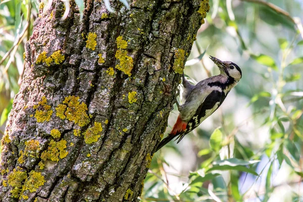 Feche Pica Pau Sírio Dendrocopos Syriacus Árvore Lado Seu Buraco — Fotografia de Stock