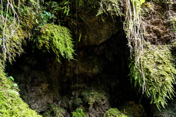 生態学と自然 石灰岩と湿った緑の苔の間のきれいな飲料水の源 — ストック写真