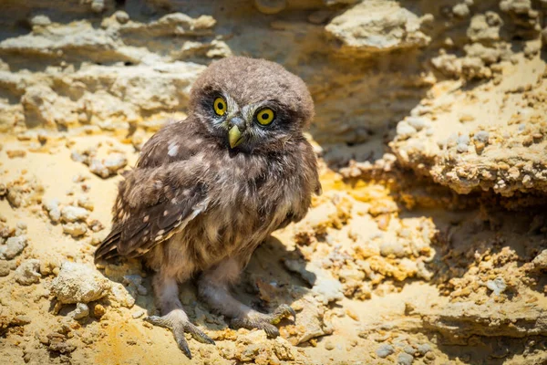 Kleine Uil Athene Noctua Grond Bij Nest — Stockfoto