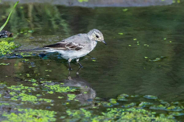 Jonge Witte Kwikstaart Motacilla Alba Rivier — Stockfoto