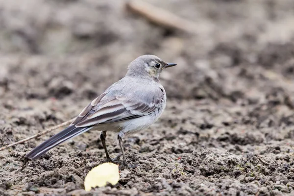 Jonge Witte Kwikstaart Motacilla Alba Zittend Een Tak Buurt Van — Stockfoto