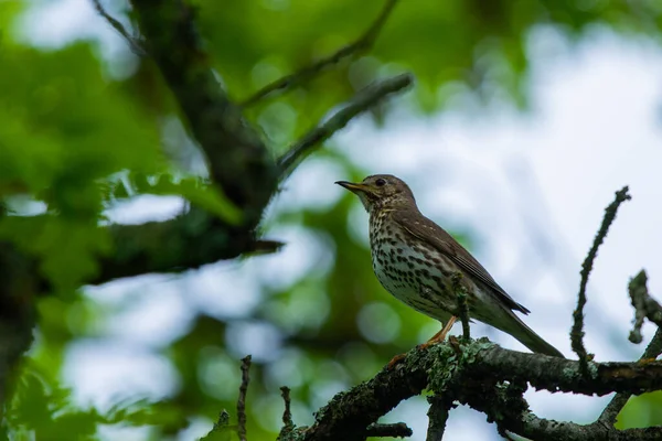 Птица Turdus Philomelos Дикой Природе — стоковое фото