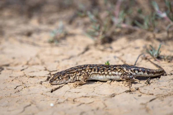 Steppenläufer Eidechse Oder Eremias Arguta Auf Trockenem Boden — Stockfoto