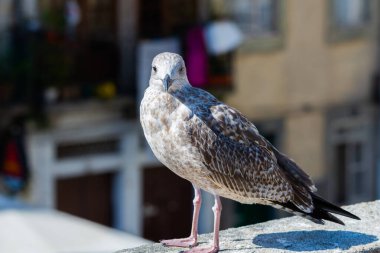 Ortaçağ Avrupa kıyı şehrinin çatılarının tepesinde beyaz martı. Deniz kuşu, gable, mavi gökyüzü.