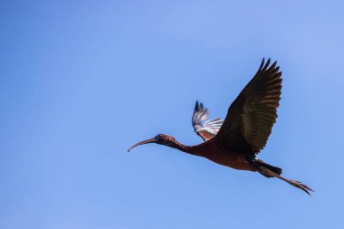 Uçan Parlak Ibis. Plegadis falcinellus. Vahşi kuş doğada