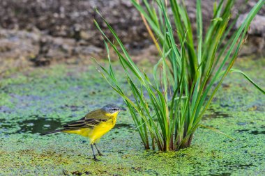 Sarı kuyruklu veya Motacilla flava feldegg vahşi doğada