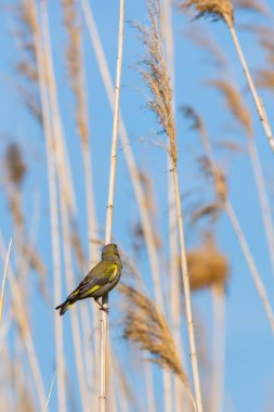Bir dala tünemiş Avrupa Yeşilispinozu veya Carduelis kloru.