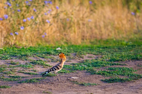 Hoopoe Eurasien Upupa Epops Paire Oiseaux Est Assise Sur Des — Photo