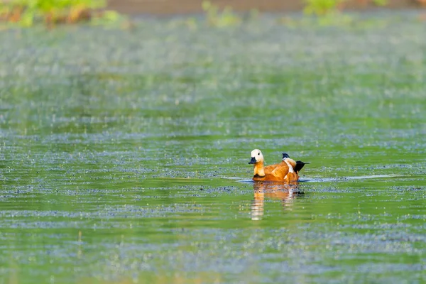 Ruddy Shelduck Hembra Hábitat Natural — Foto de Stock