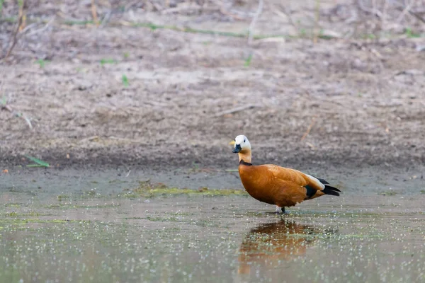 Canard Roux Femelle Dans Son Habitat Naturel — Photo