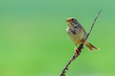 Mısır Bunting veya Miliaria Calandra doğal ortamında.