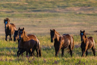 Vahşi atlar gün batımında çayırda otlar..