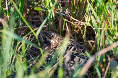 Slug veya Young Skylark yeşil çimenlerde saklanıyor..