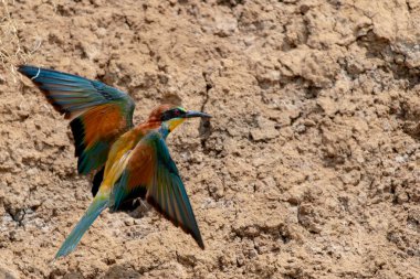 Avrupa Arı yiyici veya Merops apiaster 'ı delik yuvası yakınlarında.