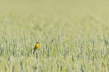 Buğday başağında sarı kuyruklu kuş.