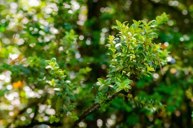 Buxus çalılıkları sembolize eder - yapraklardaki detaylar ve doku.
