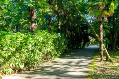 Şehirdeki pitoresk tropikal bir yer. Yeşil palmiye ağaçlarının altında yürüyüş yolu.